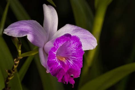 allitemofmodel  bamboo orchid arundina