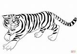 Tiger Drawing Line Coloring Getdrawings Pages sketch template