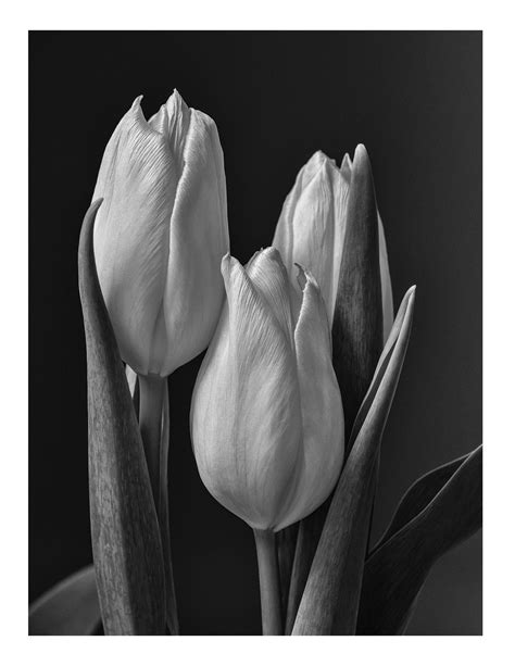 black  white nature photography prints black  white wallpapers