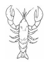 Coloring Crustacean Pages Lobster sketch template