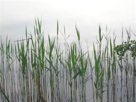 water grass  tsukihanna  deviantart