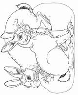 Coloring Pages Rabbit Ark Rabbits Bunny Janbrett Noah Easter Colouring Click Noahs Subscription Downloads Digi Choose Board sketch template