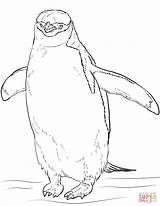 Penguin Coloring Gentoo Chinstrap sketch template