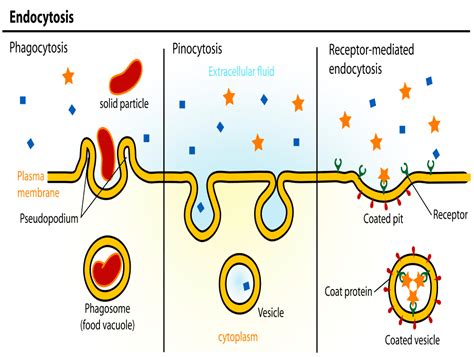 Analogy about endocytosis and exocytosis