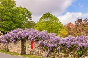 wisteria pruning   prune  winter  english garden