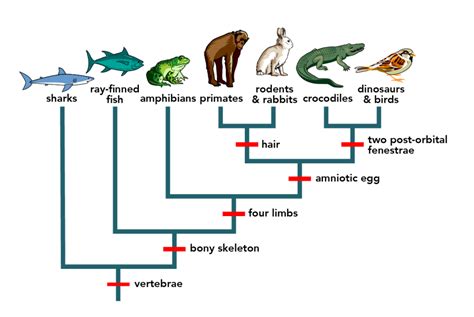 vertebrate phylogeny  characters