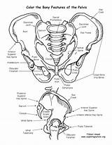 Coloring Pelvis System Skeletal Pages Features Human Anatomy Circulatory Bony Bones Sheet Skeleton Boney Cardiovascular Drawing Printable Color Da Body sketch template