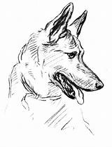 German Coloring Shepherd Pages Dog Drawing sketch template