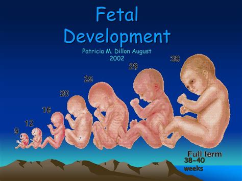 ppt fetal development powerpoint presentation free