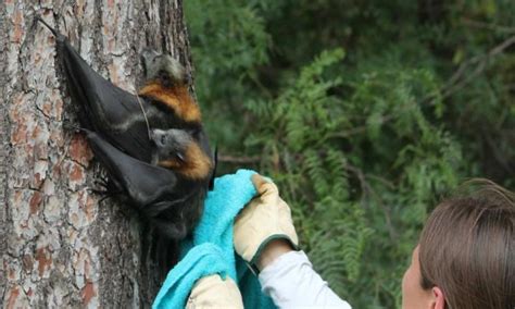 flying foxes dropping dead  south australias heatwave climate signals