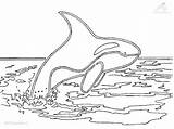Killer Orca Whale Coloring Pages Printable Colouring Color Clipart Coloringpage Library Getcolorings Print Popular sketch template
