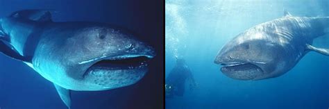 tiburones imágenes taringa