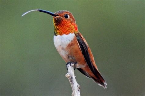 rufous hummingbird attracting birds birds  blooms
