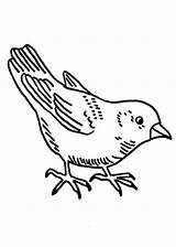 Vogel Malvorlagen Ausmalbild sketch template