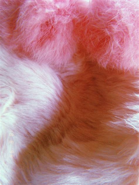 fluffy fluffy pink