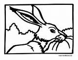 Coloring Jackrabbit Pages Rabbit Jack sketch template