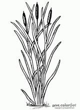 Coloring Cattails Cattail Plant Reed Clipart Clip Pages Silhouette Color Unkraut Drawing Pond Biology Weed Plants Wood Burning Nature Print sketch template