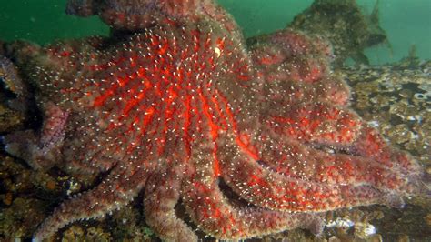 massive starfish die   tied  global warming npr