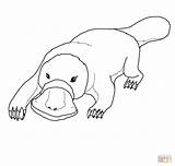 Platypus Coloring Pages Animal Drawings Cute Printable Color Aboriginal Outline Painting Supercoloring Drawing sketch template