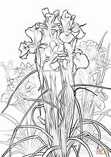 Iris Coloring Pages English Flower Printable Colorings Color Click Designlooter Getcolorings Drawing 1020 1440px 31kb Supercoloring Categories sketch template