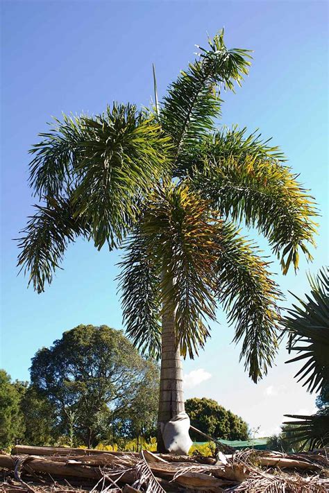 palms fast growers    care   palms  australia