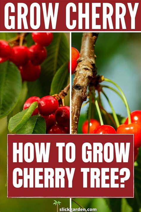grow cherry tree   growing cherry trees   grow