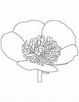 Buttercup Coloring Flower Pages Lotus Coloringhome Comments sketch template