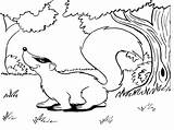 Coloring Pages Skunk Animal sketch template