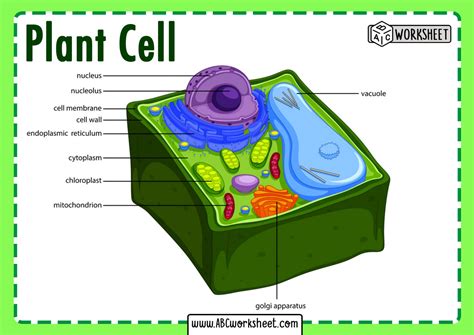 plant cell labeled abc worksheet