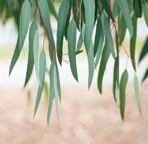 eucalyptus    health benefits