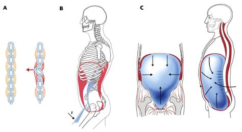 diaphragm       breathing core stability
