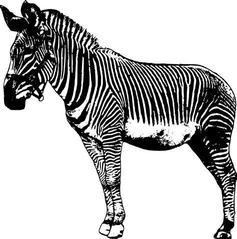 Onlinelabels Clip Art Standing Zebra