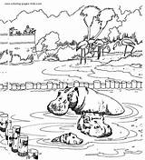Hippo Coloring Pages Animal Family Color Printable Hippos Face Kids Sheet Procoloring sketch template