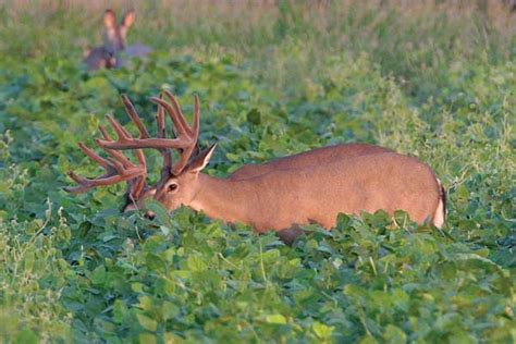 Deer Management Plans For Every Budget North American