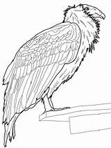 Condor Coloring Pages California Andean Perched Birds Printable Condors Template sketch template