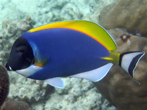 top  spectacular blue coloured fish  visual feast hubpages