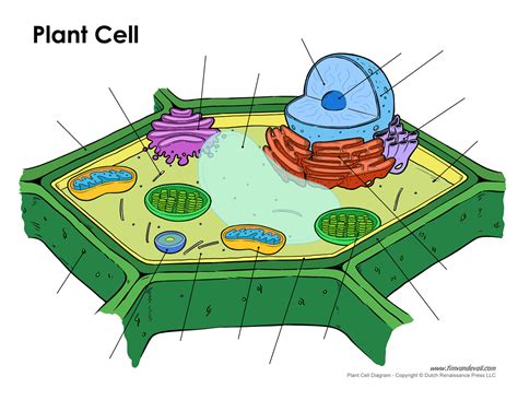 blank plant cell diagram tims printables