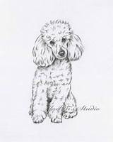 Poodle Drawing Toy Dog Drawings Poodles Sketch Etsy Sketches Cartoon Charcoal Original Draw Pencil Cartoons Paintingvalley French Dogs Tattoo Standard sketch template