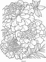 Marigold Coloring Pages Flower Drawing Flowers Adult Book Printable Outline Colouring Color Muertos Los Doverpublications Books Dover Pen Drawings Para sketch template