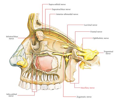 maxillary nerve earths lab