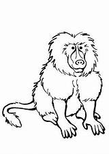 Mandrill Ausmalbilder Affen Ausdrucken Affe Template sketch template