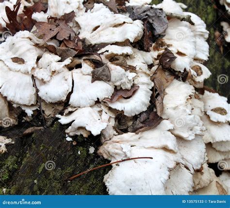 white fungus stock  image