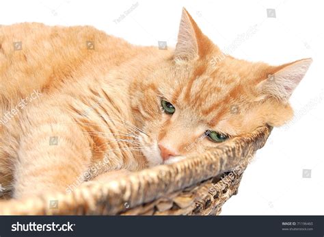 A Cute Fat Orange Tabby Cat Resting In A Wicker Basket