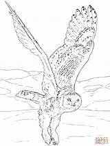 Owl Coloring Snowy Owls Pages Flying Para Drawing Printable Realistic Ox Musk Barn Arctic Supercoloring Colorear Color Eagle Volando Print sketch template