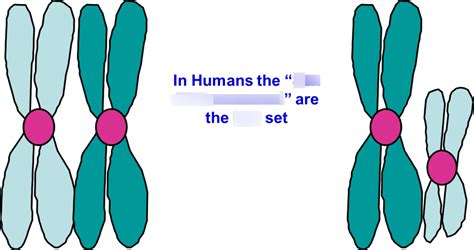 Sex Chromosomes Diagram Quizlet