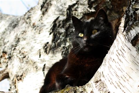 fotoeleven svart katt