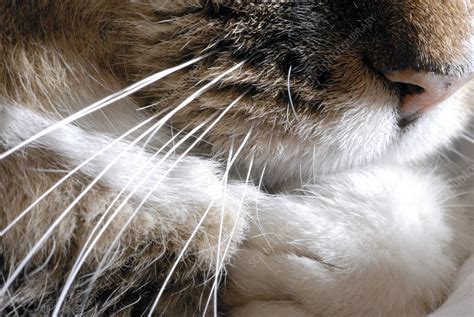 cat whiskers stock image  science photo library