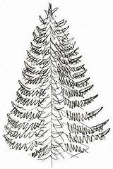 Tree Christmas Drawing Pine Realistic Coloring Draw Fir Outline Drawings Pencil Kids Xmas Easy Designlooter Getdrawings Paintingvalley Step Color sketch template
