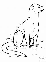 Mongoose Yellow Drawing Coloring Pages Printable Tikki Animal Gray Rikki Tavi Drawings Outline Indian Color Clipart Mongooses Getdrawings Head Puzzle sketch template