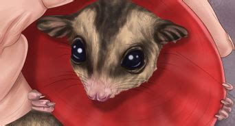 care   sugar glider  pictures wikihow